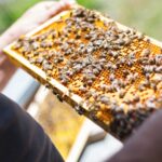 ramka z pszczołami