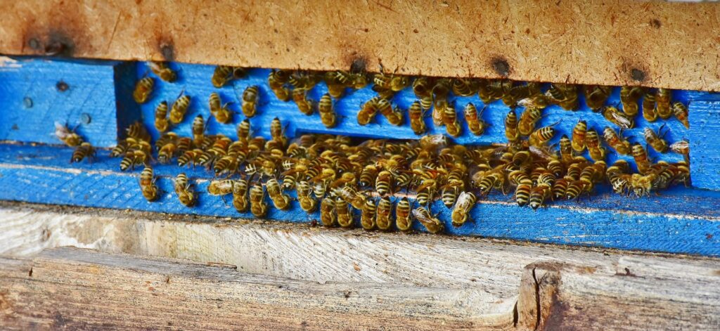 pszczoły na wylotku ula